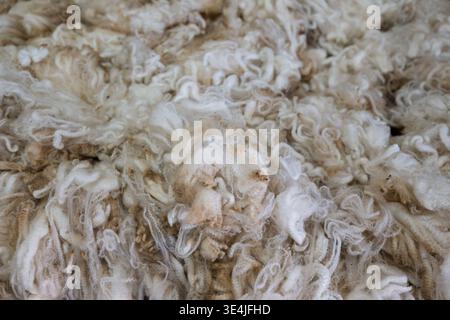 Close‑Up Texture of Shorn Wool Fleece Showing Natural Fibre Detail Stock Photo