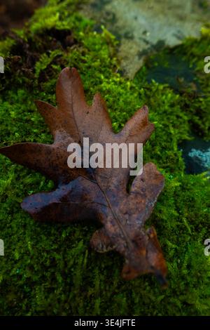 Brown oak leaf resting on vibrant green moss in a forest, highlighting natural textures and autumn decay in a woodland environment Stock Photo