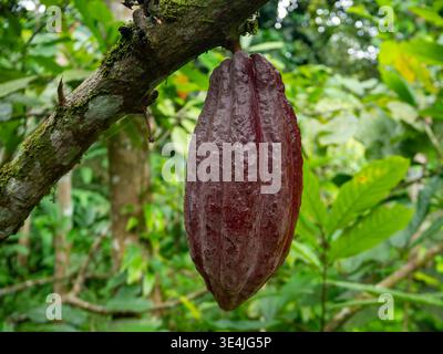 Cocoa pods growing on a cacao tree trunk Stock Photo