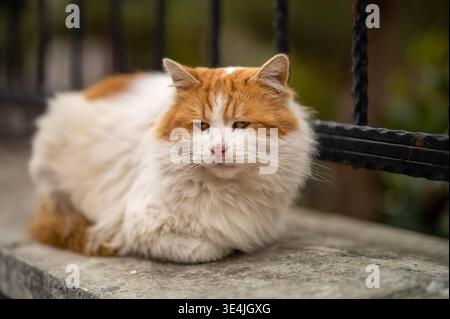 Fluffy orange and white street cat resting on a concrete wall in front of a black metal fence Stock Photo