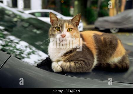 Tricolor calico cat resting on car hood in city street, curious stray feline portrait Stock Photo