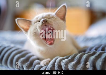 Lilac Burmese kitten yawning on a fluffy blanket Stock Photo