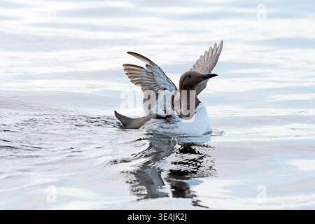 Guillemot Uria aalge in the sea Bass Rock Firth of Forth Scotland Stock Photo