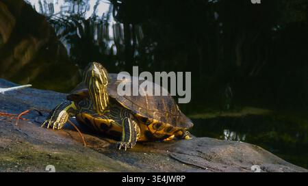 A stunning close-up of a pond slider turtle basking on a sunlit rock near the water. The image captures the intricate yellow patterns on its neck and Stock Photo