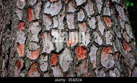 A detailed macro shot capturing the unique mosaic-like texture of aged pine tree bark. The image highlights deep vertical and horizontal fissures, rou Stock Photo