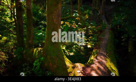 A panoramic view of a deep, green, sun-dappled woodland forest landscape featuring a wide, massive tree trunk serving as a natural bridge over a ravin Stock Photo