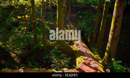 A panoramic view of a deep, green, sun-dappled woodland forest landscape featuring a wide, massive tree trunk serving as a natural bridge over a ravin Stock Photo