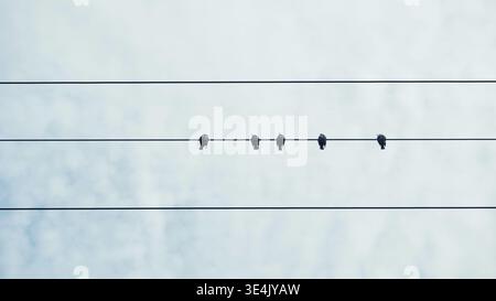 Birds perching on power lines against a clear sky, showing urban wildlife harmony Stock Photo