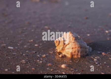 Seashell resting on wet sand near ocean shoreline at sunset. Seashell with spiral form and rough texture captured in closeup. natural sea shell detail Stock Photo