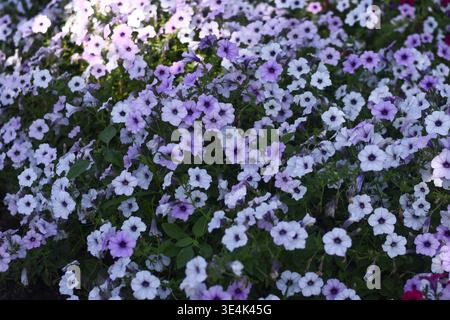 Petunia flowers in soft purple shade filling frame. Petunia blossom with pale lavender petals and green foliage forming delicate floral texture, natur Stock Photo