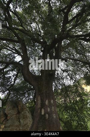 A towering ancient oak tree photographed from a low angle, showcasing its massive trunk and sprawling branches forming a dense green canopy. Stock Photo