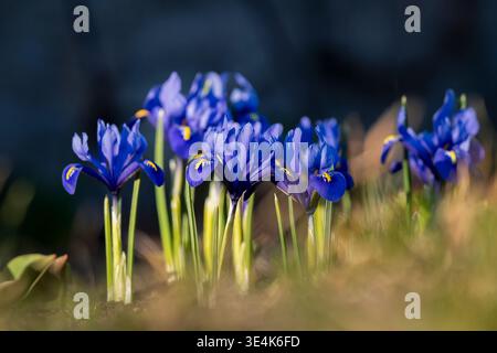 Iris reticulata ‘Harmony’ blooming in early spring, vivid blue flowers with yellow accents glowing in soft sunlight. Close-up of dwarf iris ‘Harmony’. Stock Photo
