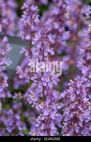 Nepeta Cat's Pajamas, catmint Cat's Pajamas, grey-green leaves, spires of indigo blue flowers on dark stems Stock Photo
