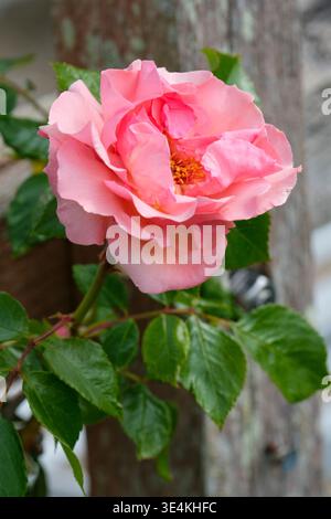 Rosa Summer Wine, Rosa Korizont, single to semi-double blooms, ruffled, coral-pink petals, yellow at the base, red stamens Stock Photo