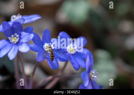 A hoverfly lands on a vibrant Hepatica flower. The insect is likely searching for nectar, playing a role in pollination. A beautiful moment in nature. Stock Photo