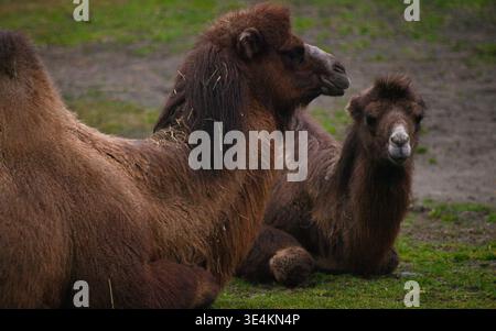 A professional wildlife shot of two Bactrian camels resting on the ground. The image highlights their thick, dark brown winter fur and distinctive hum Stock Photo