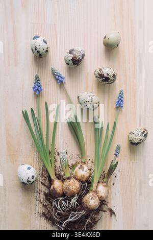 Overhead view of quail eggs and blue grape hyacinth flowers (muscari) on a wooden table Stock Photo