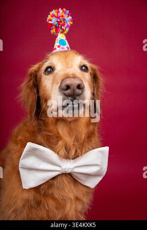 Close-up Portrait of an old red golden retriever wearing a bow tie and party hat sitting in front of a red background Stock Photo