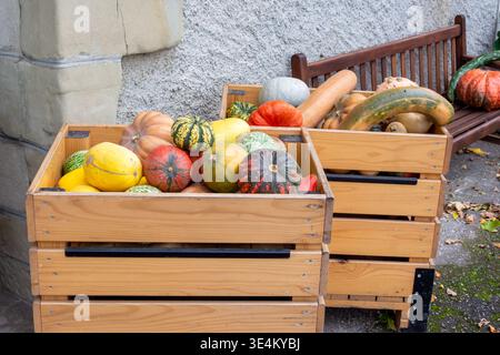 Two wooden crates filled with mixed squash and gourds placed near a wooden bench against a rustic wall, with autumn leaves on the pavement. Stock Photo