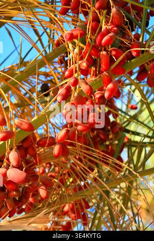 Close-up of vibrant red date fruits clustered on palm branches under bright sunlight, showcasing tropical agriculture, natural growth, and rich textur Stock Photo