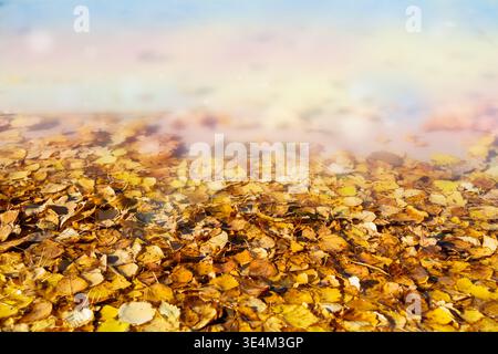 Golden birch leaves floating on water with soft blur. Warm autumn background ideal for text. Stock Photo
