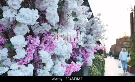 Cherry blossoms on display in a city, a person walking in the background Stock Photo