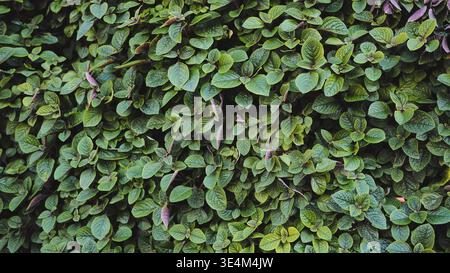 Lush green foliage growing densely on a wall forming a vibrant nature background Stock Photo