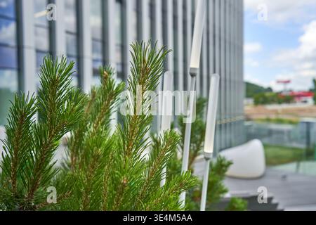Close-up view of vibrant green pine tree branches with sharp needle details in the foreground, set against a backdrop of contemporary architectural Stock Photo