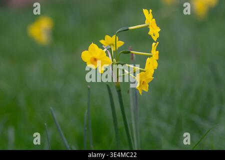 Close-up of miniature daffodil, narcissus, cultivar' Baby Moon', Springtime, London. Stock Photo
