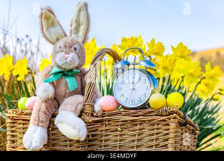 Clocks go forward in Springtime with Easter Bunny sitting on a traditional wicker picnic basket with alarm clock, Easter eggs and daffodil background. Stock Photo