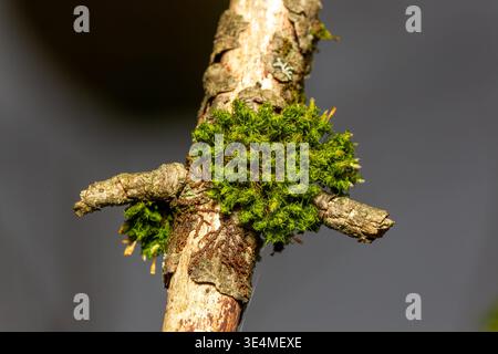 A  patch of moss growing on a dead tree branch,Quebec,Canada Stock Photo
