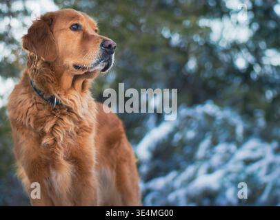Golden Retriever standing out in a winter forest Stock Photo