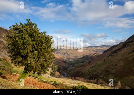 A very old, mature juniper tree growing on the fells of the English Lake District with views of distant mountains on a bright sunny day in February Stock Photo