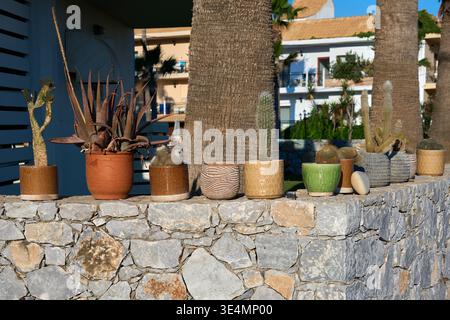 A variety of small cacti and succulents in decorative ceramic pots on a stone wall. Stock Photo