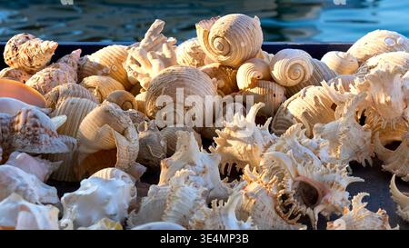 Close-up of various sea shells and corals displayed for sale. Assorted shapes of murex and spiral snail shells at a coastal market at golden hour. Stock Photo