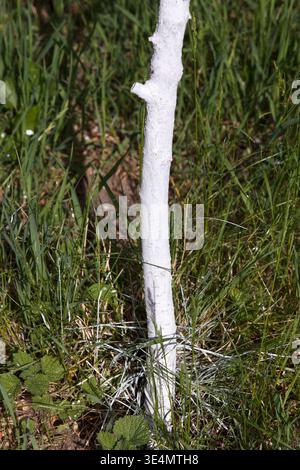 A young fruit tree's trunk is painted white for protection from sunscald pests. Vertical shot in bright daylight, with a vibrant green grass backgroun Stock Photo