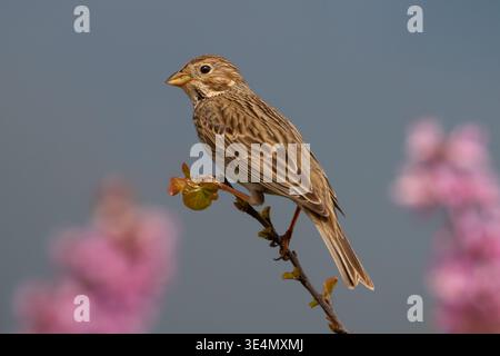 Corn bunting Emberiza calandra perched on branch with blue gray sky and soft pink blossom background springtime natural habitat Greece Stock Photo