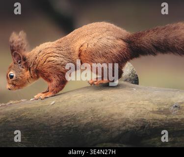 The Red Squirrel (Sciurus vulgaris), also called Eurasian Red Squirrel, perched and feasting on walnuts, County Durham Stock Photo