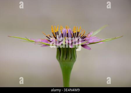 Common salsify (Tragopogon sp.) in bloom, detailed close-up with soft grey natural background, centered composition, springtime wildflower nature. Stock Photo