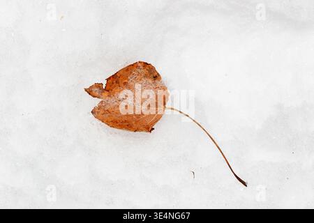 A dry, fallen poplar leaf resting on a snow covered ground Stock Photo