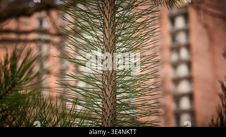 Detailed macro shot of vibrant green pine needles and textured bark with a soft bokeh background Stock Photo