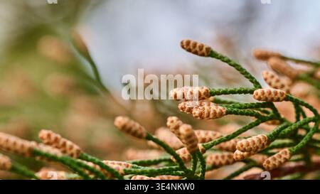 Extreme close-up of young male pine cones or pollen buds forming on a green coniferous branch Stock Photo
