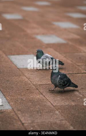 Two Pigeons Walking on a Brown Paved Surface with Gray and Black Feathers Displaying Natural Behavior Stock Photo