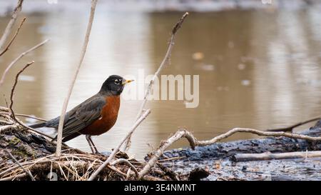 Eye-level landscape closeup of an American robin (Turdus migratorius) in profile searching for insects among the roots of a flooded tree Stock Photo