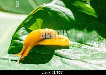 Extreme close up of a bright yellow land slug with brown markings and extended eye stalks crawling on a large green leaf. Soft natural daylight. Stock Photo