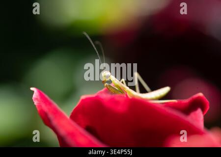 Macro shot of a small, pale green praying mantis nymph perched on a vibrant, deep burgundy red rose petal. Soft green bokeh background in natural dayl Stock Photo