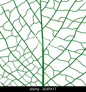 Green leaf vein texture, plant cell closeup background. Realistic tree leaf skeleton pattern, microscope close up macro view bg structure with veins and cells. Vector natural textured foliage backdrop Stock Vector