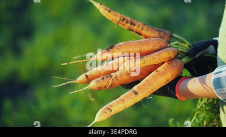Side view: farmer in gloves holds a large bunch of carrots. Organic farming concept Stock Photo