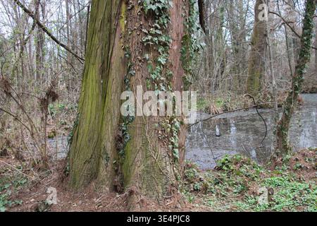 Close up of a massive textured tree trunk covered in climbing green ivy vines growing on the bank of a swampy wetland area in a wild forest Stock Photo