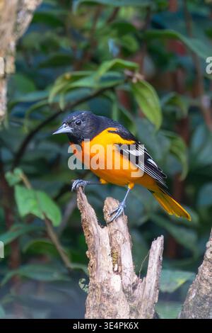 Baltimore Oriole (Icterus galbula) perched in the forest, Costa Rica Stock Photo